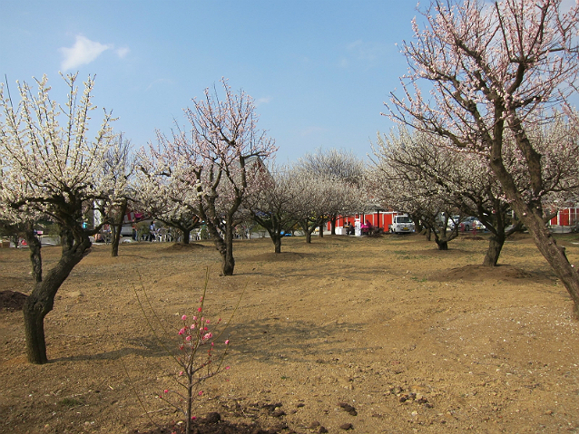 広沢梅園梅まつりのご案内