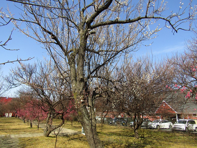 梅園開花状況！